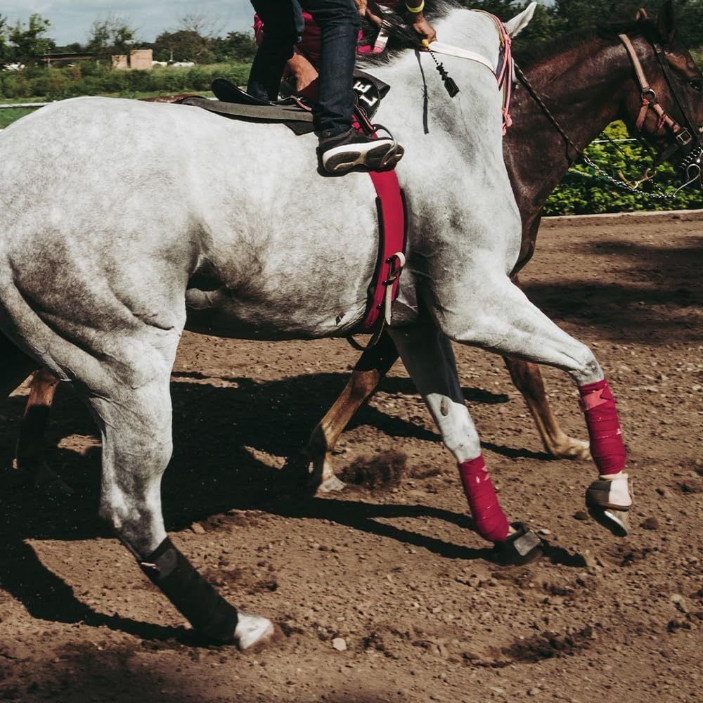 مجموعة من 2/4 قطع من ضمادات أر - مراجعة Grooming Kit Horse وسعره